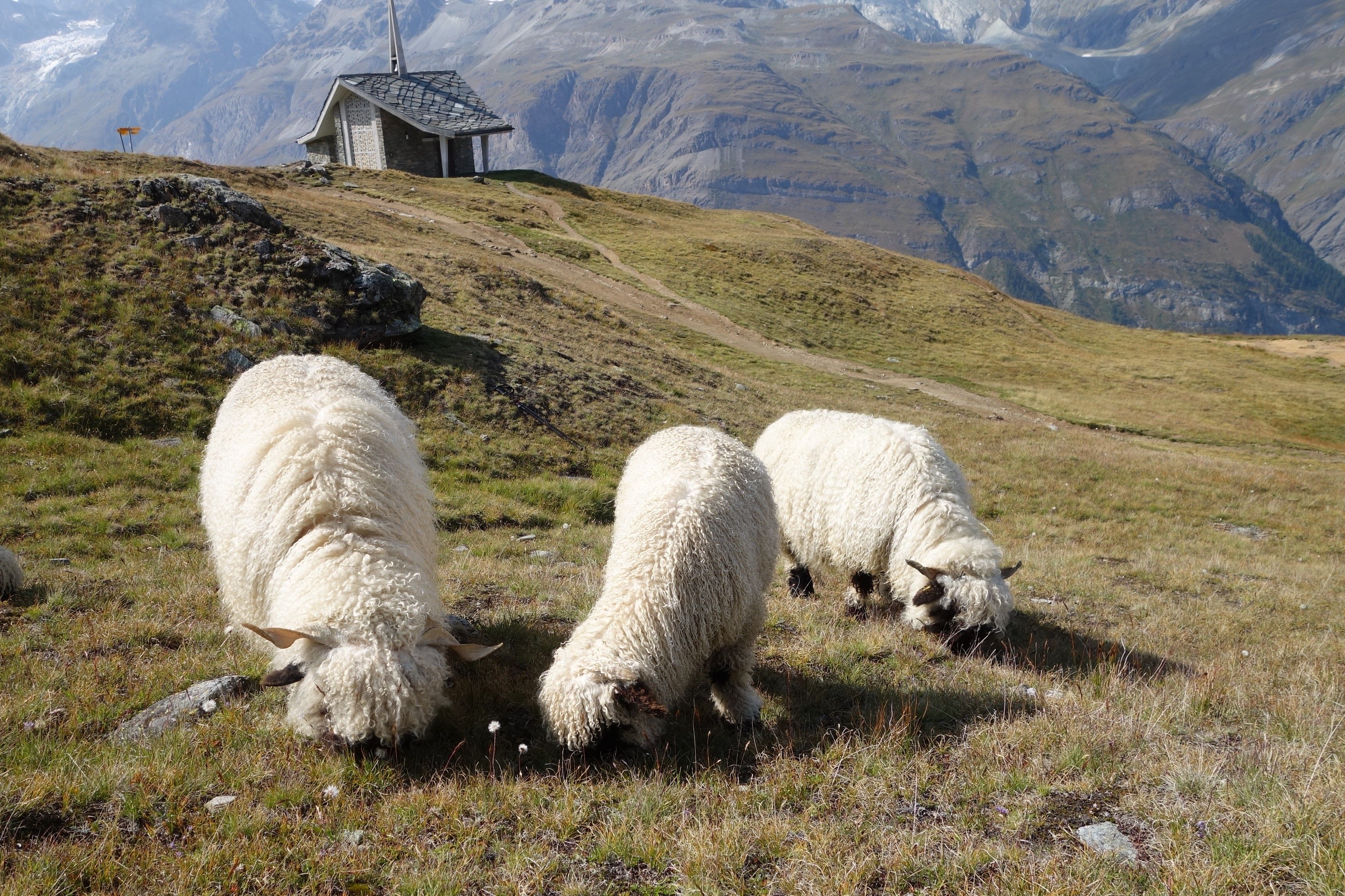Gornergrat